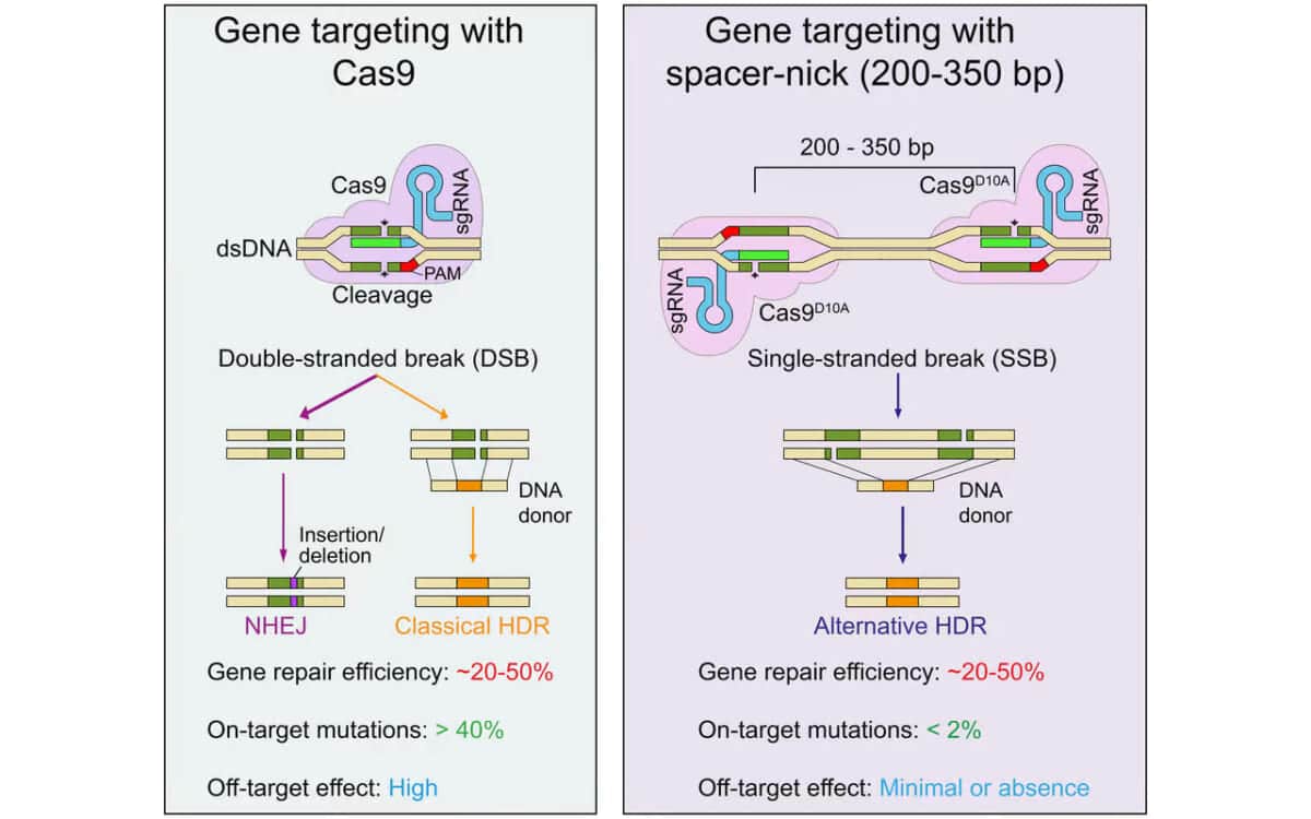 gene targeting with spacer nick