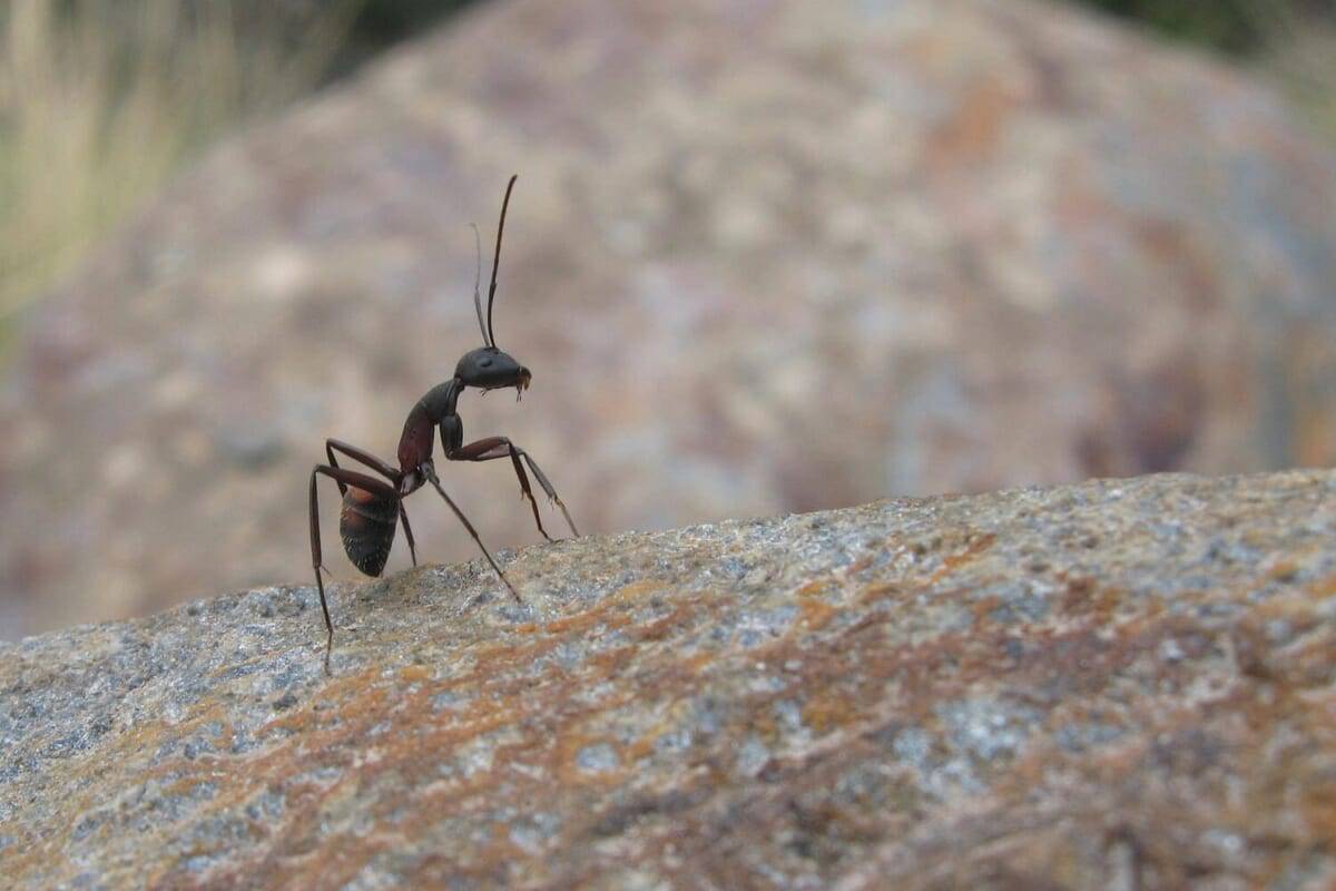 ants image 202207