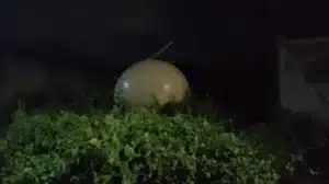 1659375693056 screen shot 2022 08 01 at 104101 am