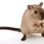 animal mouse