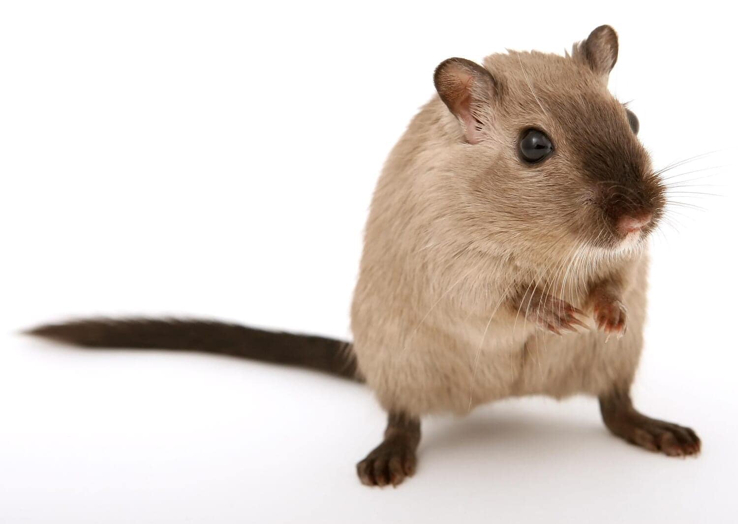 年老いたマウスから若いマウスに輸血したら老化してしまったという驚きの研究結果
