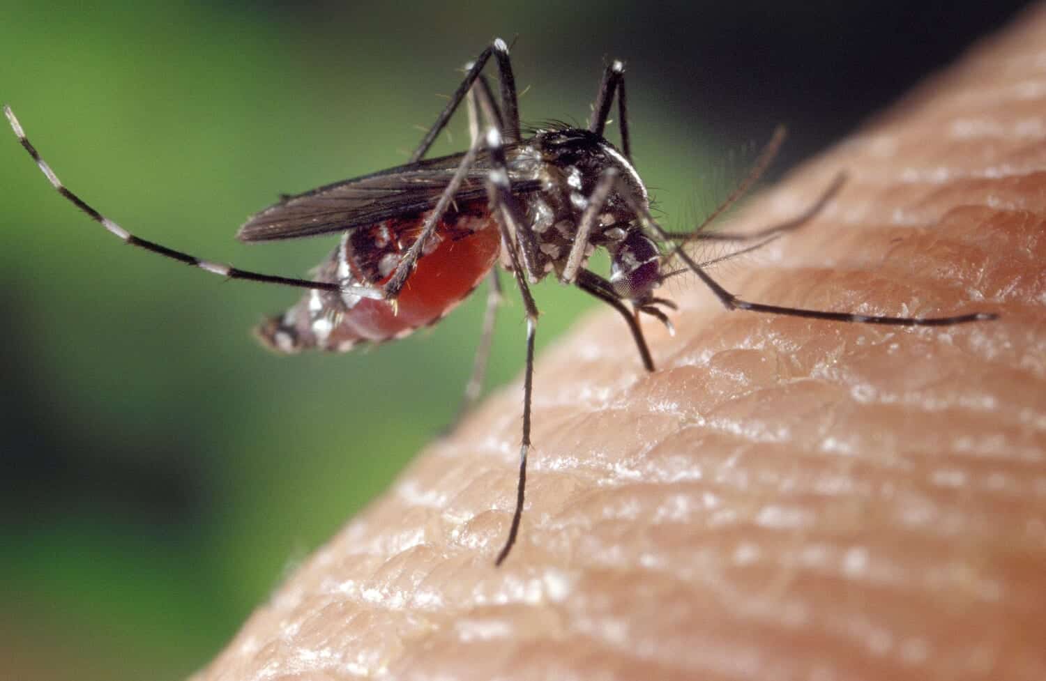 蚊の嗅覚機構は冗長化されており、一部を失っても臭いをとらえる能力を失わないことが明らかに