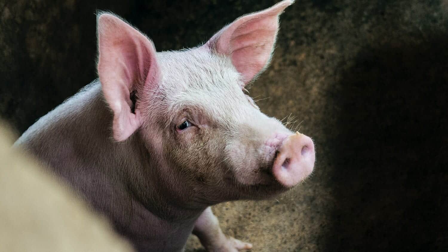 死後1時間経過した豚の臓器を部分的に回復させることに成功 – 臓器移植の可能性を広げるが倫理的な課題も