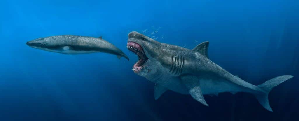 reconstruction of a megalodon