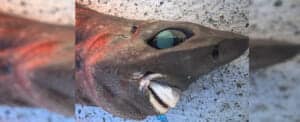 CreepyUnidentifiedSharkWithSmallSharpTeeth