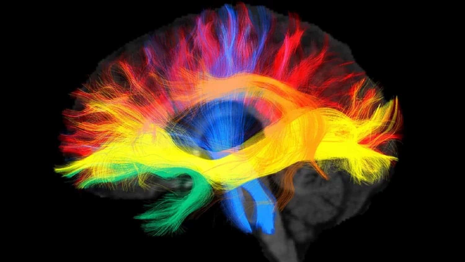 母国語によって脳の配線が異なることが研究から明らかに：我々の考え方の違いにも影響を与えている可能性が示唆される