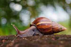 african snails