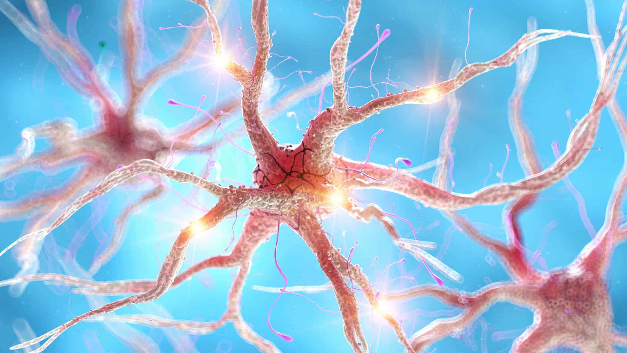 記憶は神経細胞の膜に保存されている可能性がある