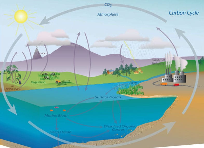 carbon cycle cropped
