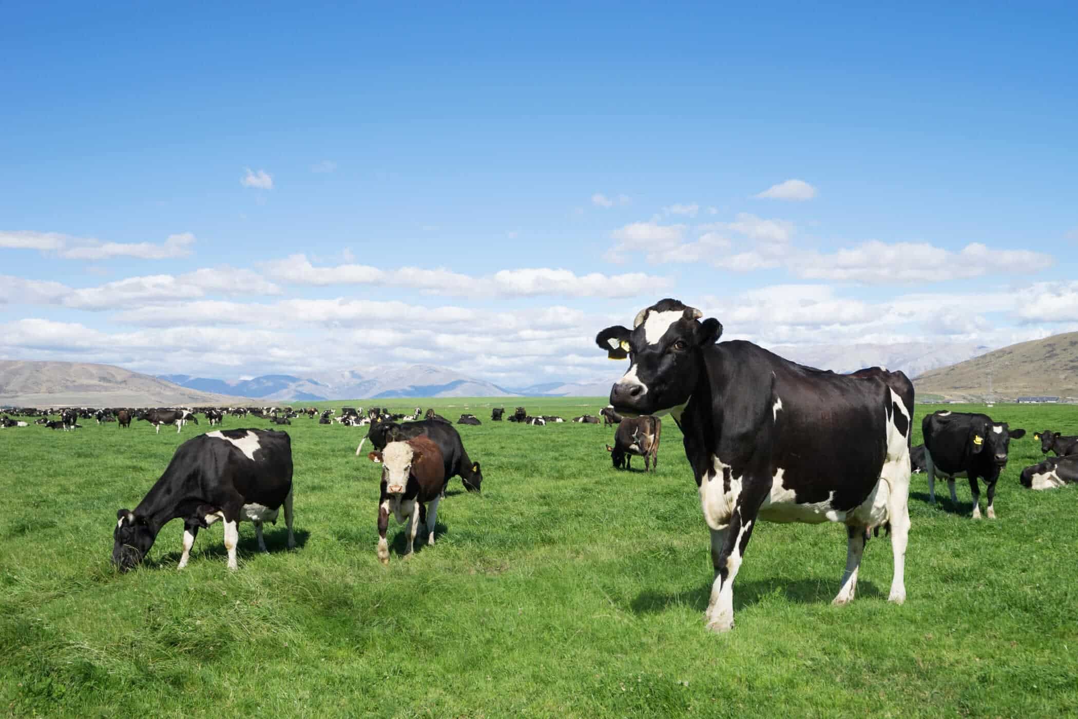アイルランド政府はCO2削減目標達成のために牛を20万頭殺処分する計画