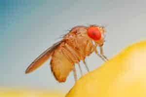 fruit fly