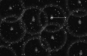 onepercent.boss .v4.bw