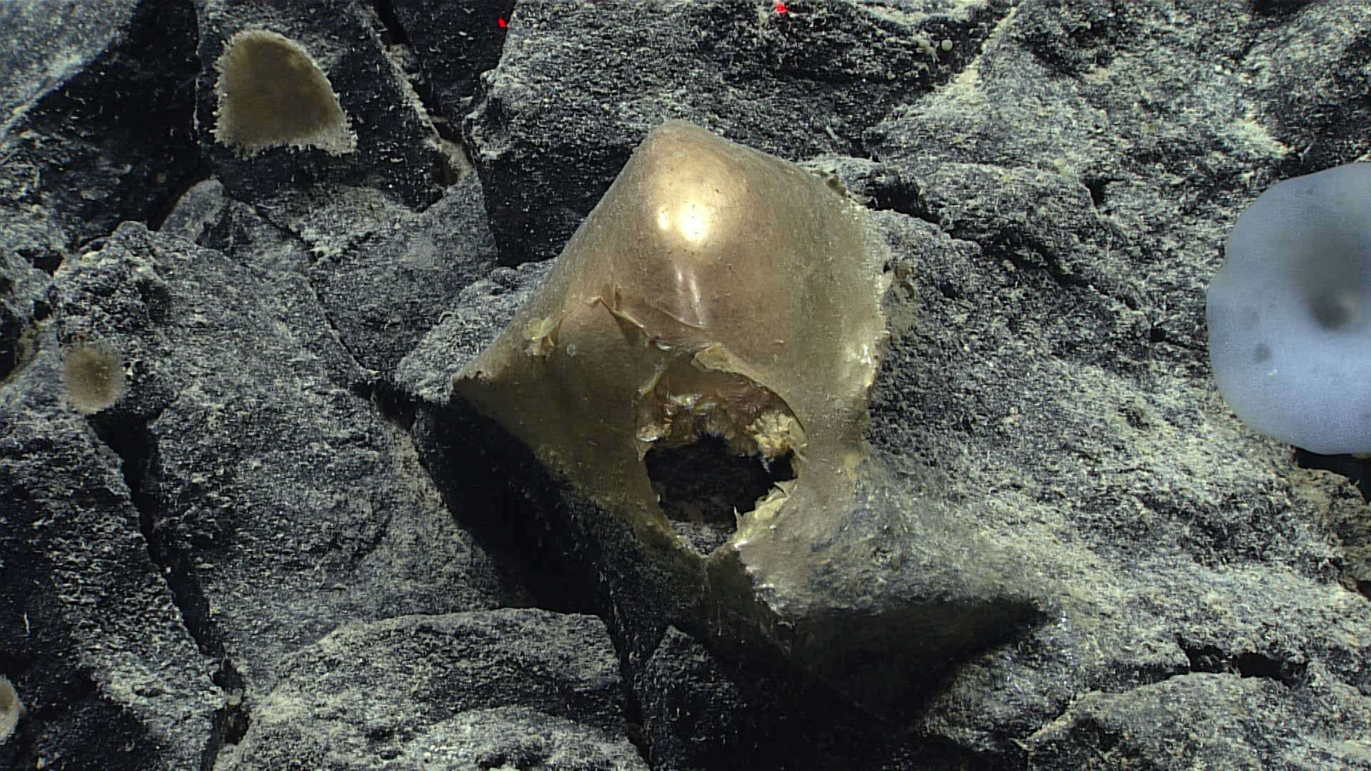 アラスカ沖の深海で謎の“金の卵”が発見される