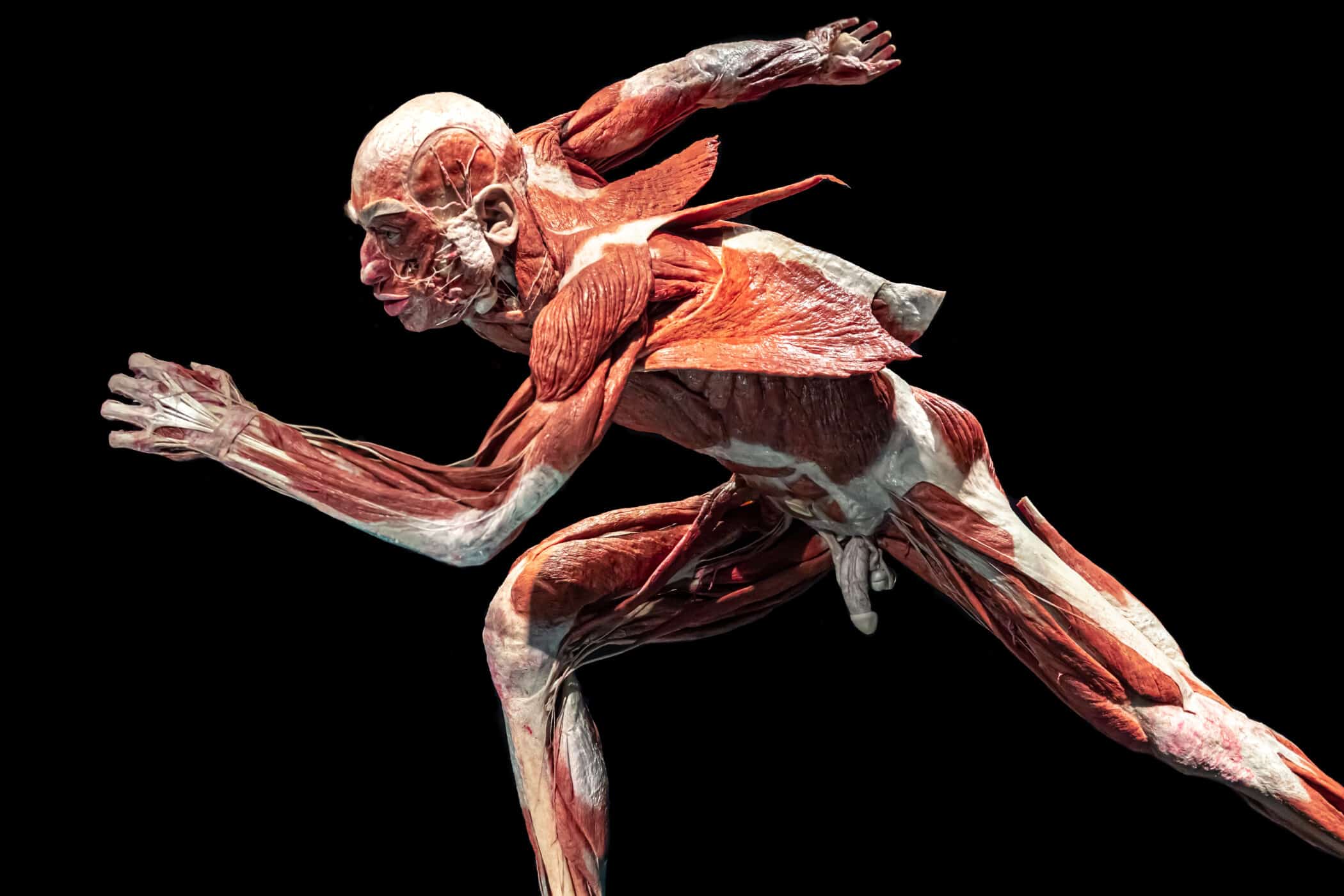 筋膜：私たちの身体で最も軽視されている部分が、ようやく注目され始めた